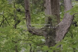 Secret Forest  WEBサイト制作（東京都）